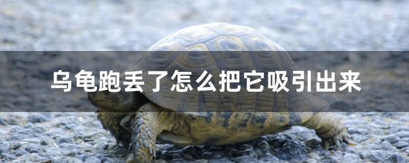 梧州水族批發(fā)市場(chǎng)都在哪里？（梧州水族批發(fā)市場(chǎng)都在哪里啊） 水溫計(jì)