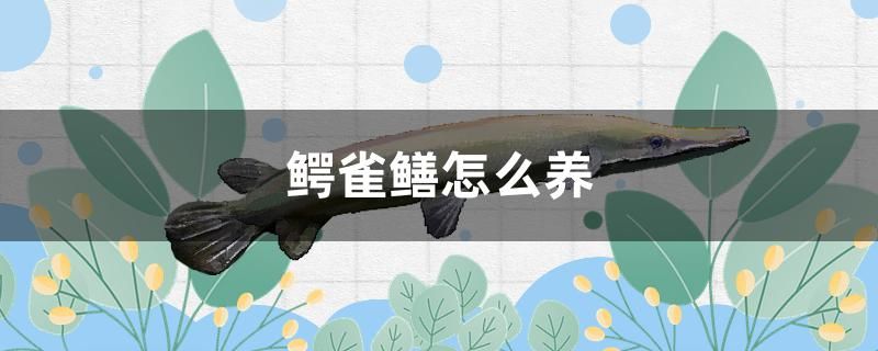 鱷雀鱔怎么養(yǎng) 狗仔（招財貓)魚苗