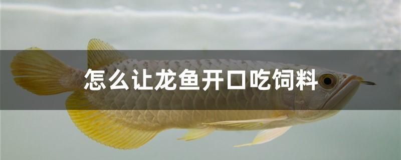 怎么讓龍魚開口吃飼料