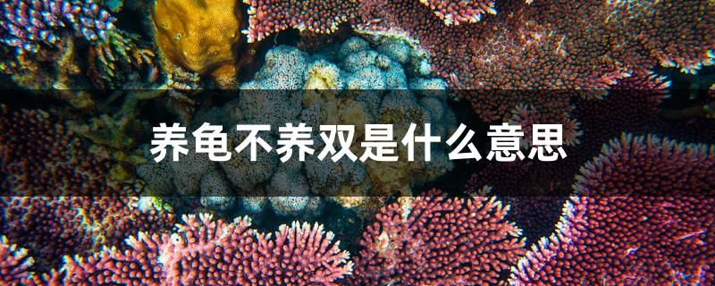 養(yǎng)龜不養(yǎng)雙是什么意思 觀賞魚水族批發(fā)市場