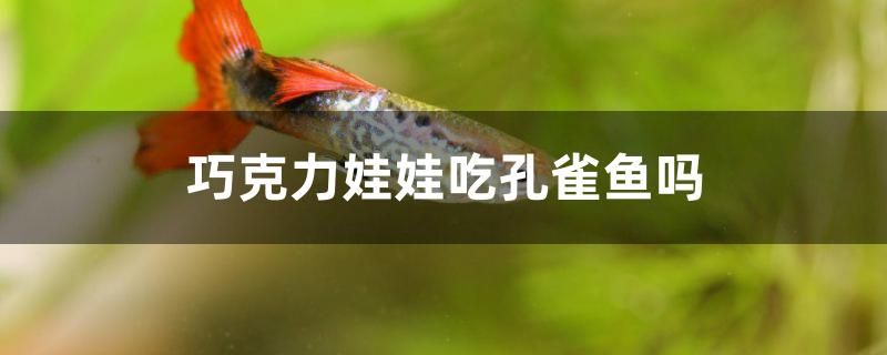 巧克力娃娃吃孔雀魚嗎 黑水素