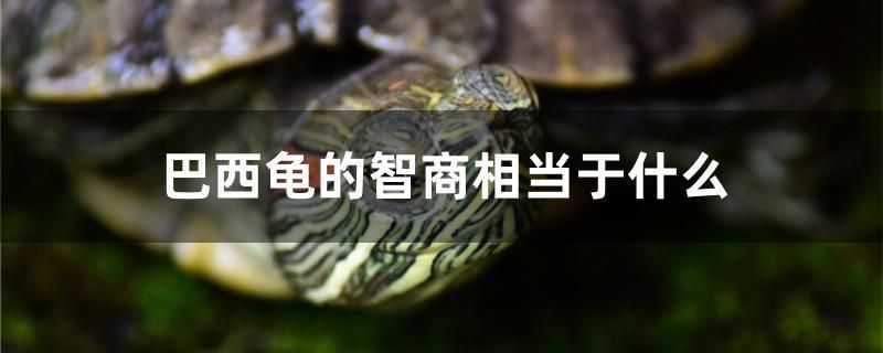 巴西龜?shù)闹巧滔喈?dāng)于什么 羅漢魚批發(fā)