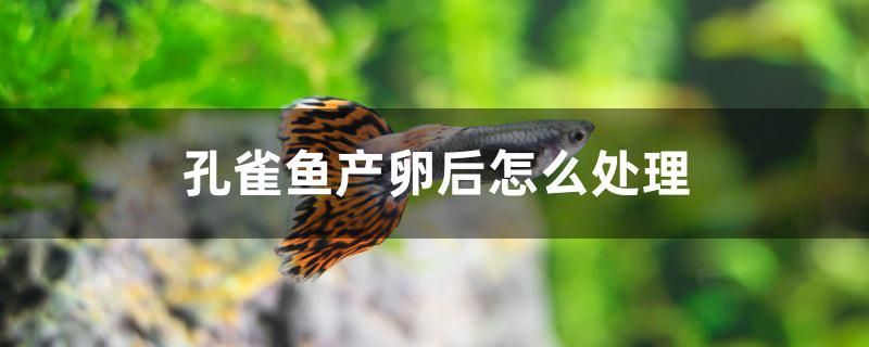 孔雀魚(yú)產(chǎn)卵后怎么處理 女王大帆魚(yú)苗