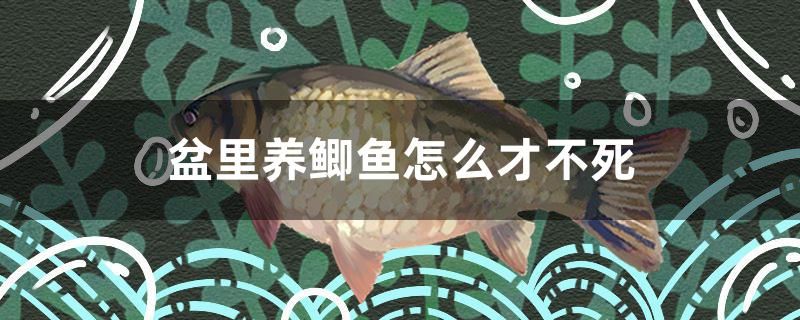 盆里養(yǎng)鯽魚怎么才不死 蘇虎苗（蘇門答臘虎魚苗）