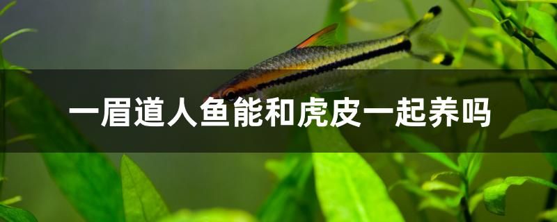 一眉道人魚能和虎皮一起養(yǎng)嗎