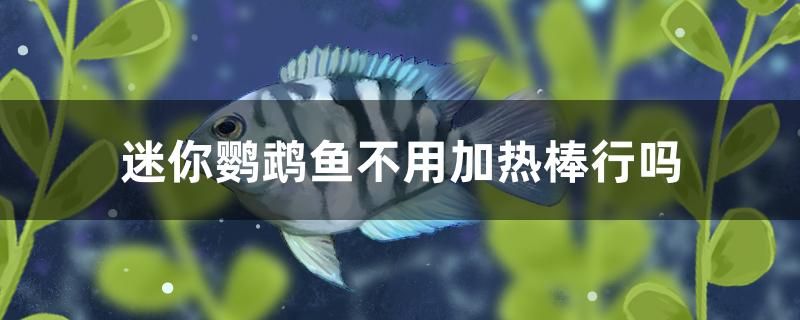 迷你鸚鵡魚不用加熱棒行嗎 金老虎魚