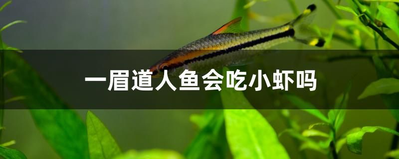 魚缸添加硝化細菌后水變白渾濁對魚沒害吧（關于硝化細菌生存溫度的問題） 觀賞魚水族批發(fā)市場 第1張