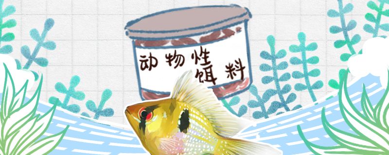 荷蘭鳳凰魚吃什么飼料好不吃東西是怎么回事