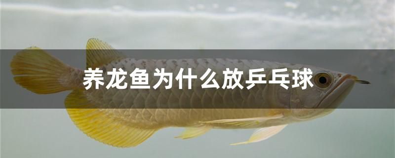 養(yǎng)龍魚為什么放乒乓球