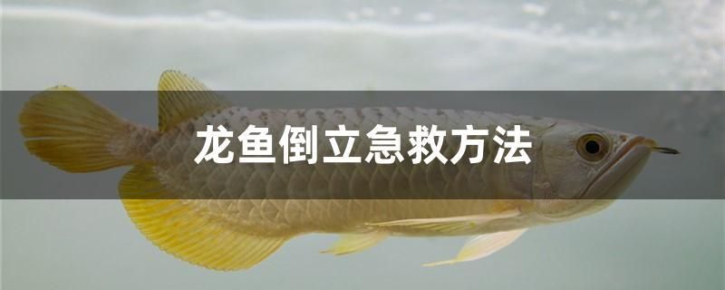 龍魚倒立急救方法 賽級紅龍魚