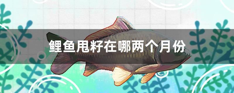 鯉魚甩籽在哪兩個月份 元寶鳳凰魚專用魚糧