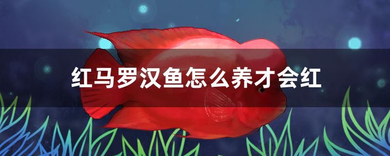 紅馬羅漢魚怎么養(yǎng)才會(huì)紅