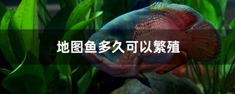 地圖魚多久可以繁殖