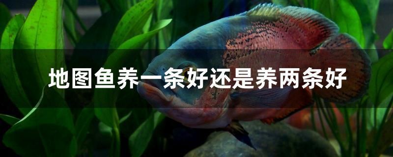 地圖魚養(yǎng)一條好還是養(yǎng)兩條好 白寫錦鯉魚