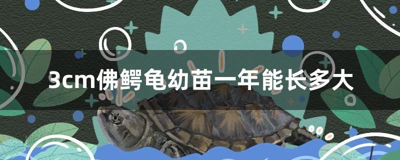 3cm佛鱷龜幼苗一年能長多大 藍底過背金龍魚