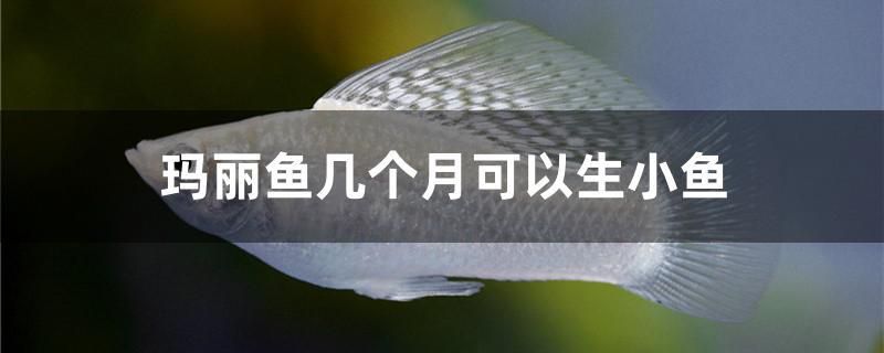 瑪麗魚幾個(gè)月可以生小魚 狗仔招財(cái)貓魚