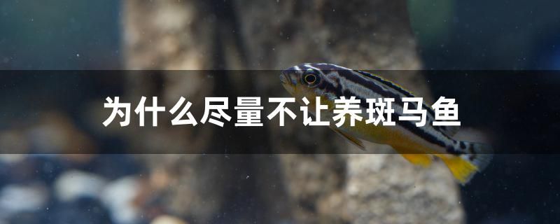 為什么盡量不讓養(yǎng)斑馬魚