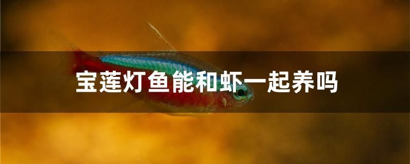 寶蓮燈魚能和蝦一起養(yǎng)嗎