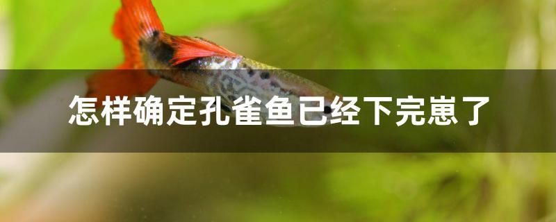 怎樣確定孔雀魚(yú)已經(jīng)下完崽了 全國(guó)水族館企業(yè)名錄