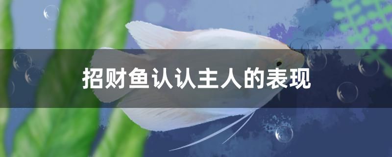 招財(cái)魚(yú)認(rèn)主人的表現(xiàn) 水族用品