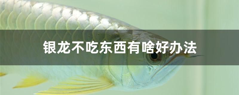 銀龍不吃東西有啥好辦法 龍魚(yú)批發(fā)