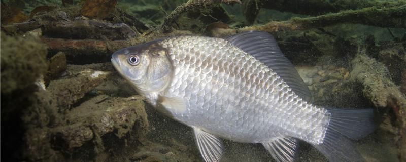 釣小鯽魚用幾號鉤用幾號線 綠皮皇冠豹魚