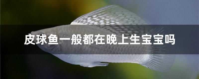 皮球魚(yú)一般都在晚上生寶寶嗎