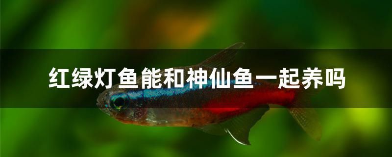 紅綠燈魚能和神仙魚一起養(yǎng)嗎