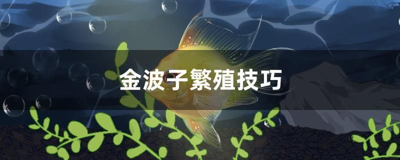 金波子繁殖技巧