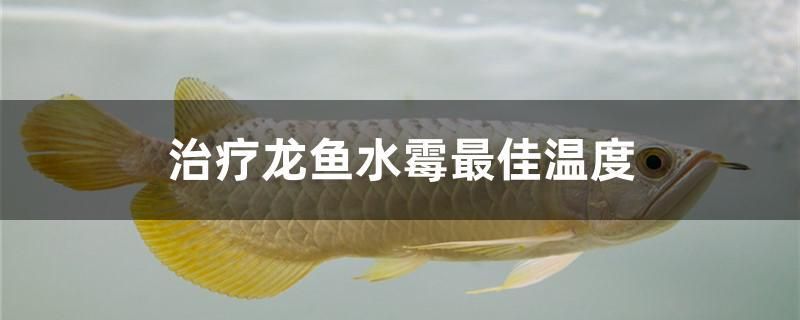 治療龍魚水霉最佳溫度 委內(nèi)瑞拉奧里諾三間魚苗