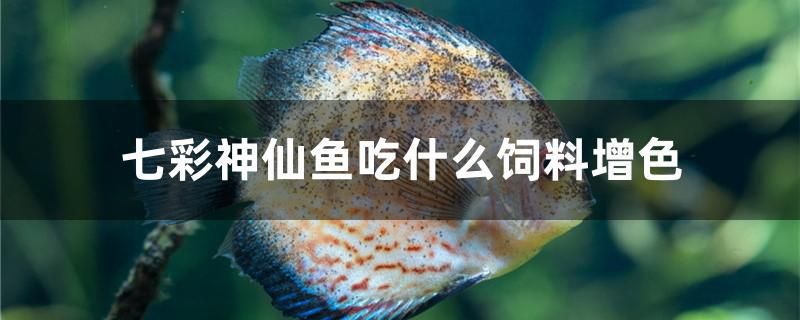 七彩神仙魚吃什么飼料增色 水族維護(hù)服務(wù)（上門）