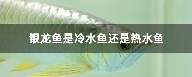 銀龍魚是冷水魚還是熱水魚 胭脂孔雀龍魚