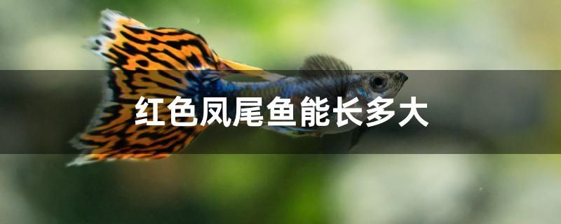 紅色鳳尾魚能長多大 水族主題相關(guān)