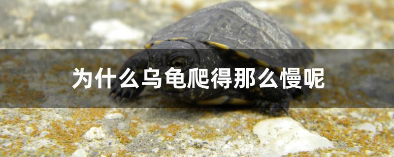 為什么烏龜爬得那么慢呢 觀賞魚水族批發(fā)市場