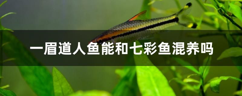 一眉道人魚能和七彩魚混養(yǎng)嗎 青龍魚