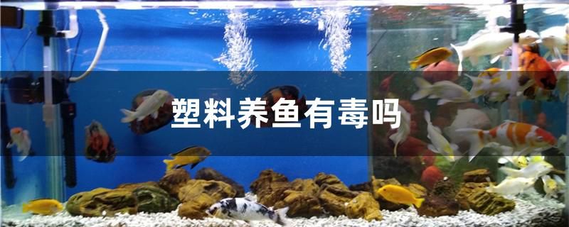 塑料養(yǎng)魚有毒嗎