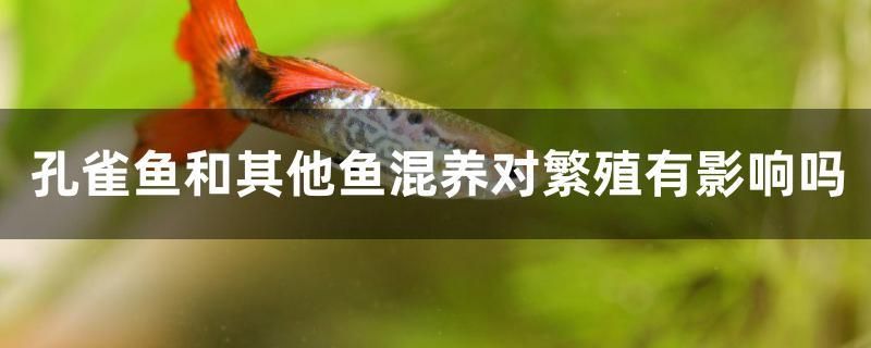 青島魚缸回收公司電話地址（青島魚缸回收公司電話地址查詢） 白子銀版魚苗