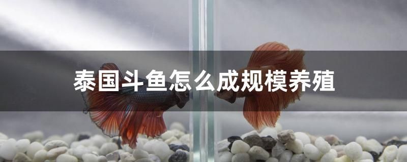 海竿能到鰱鳙嗎怎么釣 稀有金龍魚(yú) 第2張