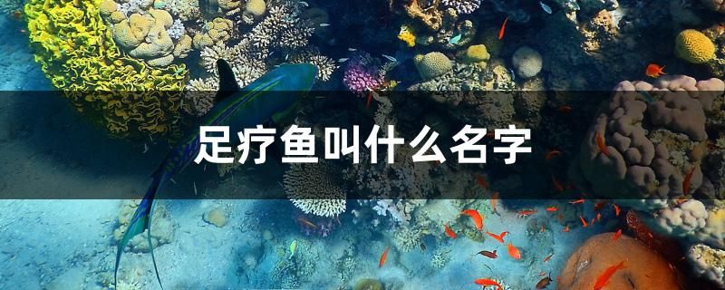 廣州定制魚缸在哪里找貨源（廣州哪里有賣魚缸的）