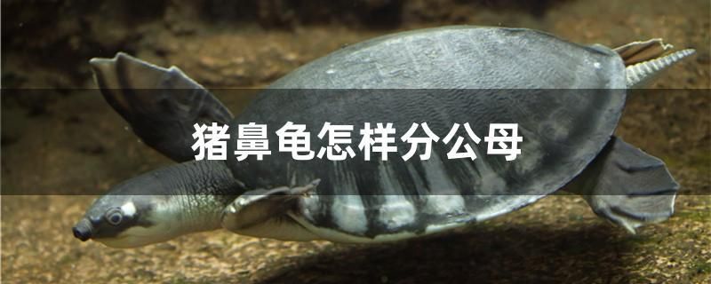 懸浮魚缸的原理圖解（ 懸浮魚缸的原理圖解視頻） 名貴錦鯉魚