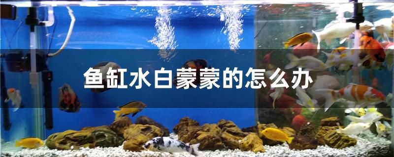 魚缸水白蒙蒙的怎么辦 黃鰭鯧魚