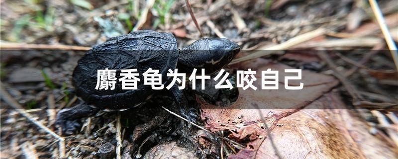 麝香龜為什么咬自己 祥龍水族護(hù)理水