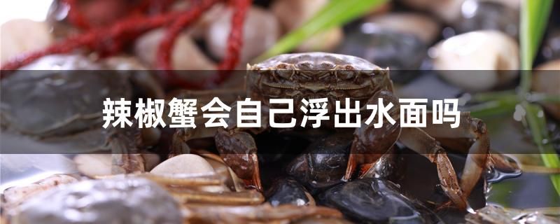 辣椒蟹會自己浮出水面嗎 金頭過背金龍魚