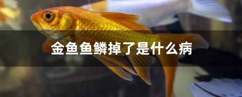 金魚魚鱗掉了是什么病