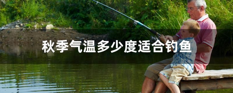 銀谷觀賞魚 看現(xiàn)在的情況銀谷在線能活嗎 高背金龍魚