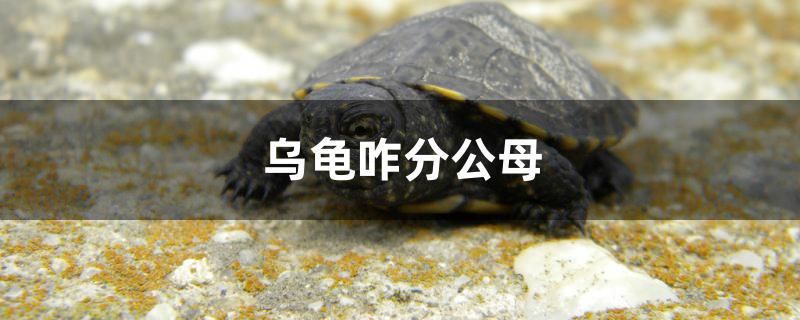 烏龜咋分公母