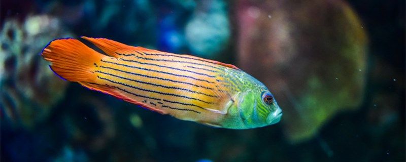 養(yǎng)魚多久喂一次魚食怎么給魚喂食