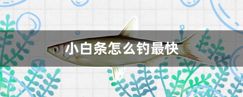 小白條怎么釣最快 九鼎魚缸