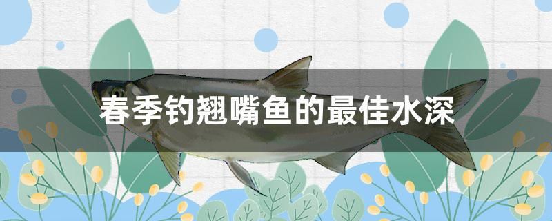 春季釣翹嘴魚的最佳水深 丹頂錦鯉魚