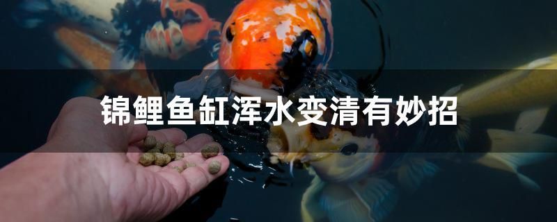 錦鯉魚缸渾水變清有妙招